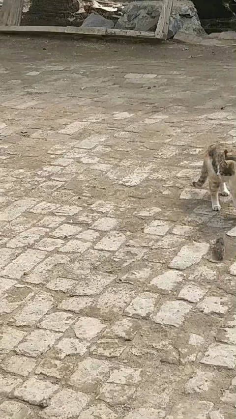 猫咪的娱乐生活