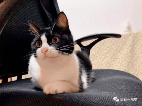 “揭秘猫咪盲盒，宠物圈热门视频！”