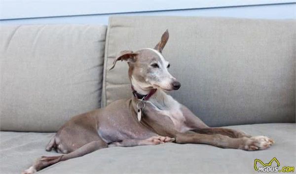 你会挑选宠物犬吗？