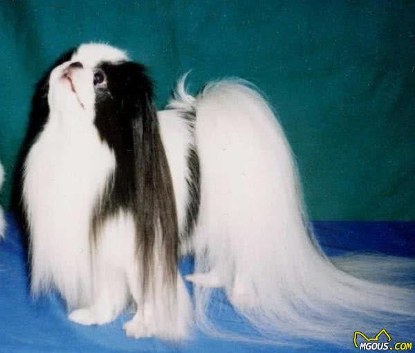 你会挑选宠物犬吗？