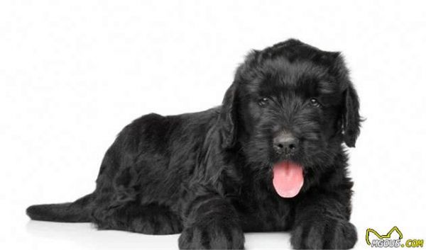 你会挑选宠物犬吗？