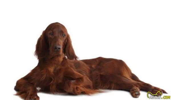 你会挑选宠物犬吗？