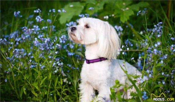 你会挑选宠物犬吗？