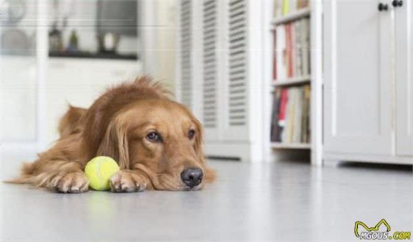 你会挑选宠物犬吗？