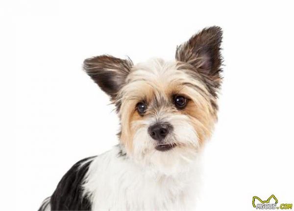你会挑选宠物犬吗？