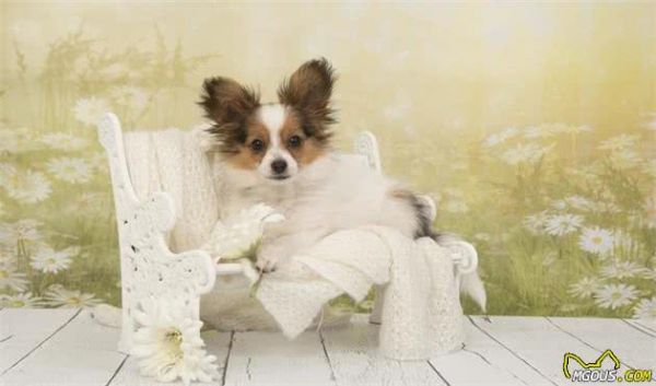 你会挑选宠物犬吗？