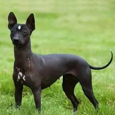 墨西哥无毛犬