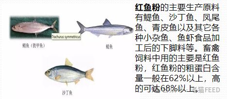 快来GET鱼粉最全知识