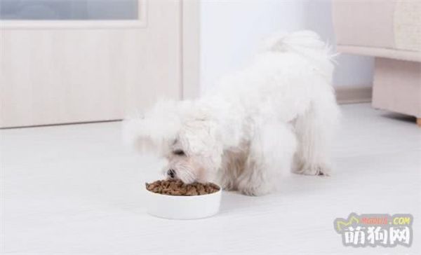 狗狗消化不良吃什么药好，高效活性益生菌调理靠谱