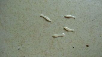 宠物便便有虫，速查病因！