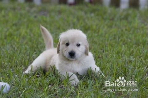 金毛幼犬饮食指南:除狗粮,这些食物可适量添加
