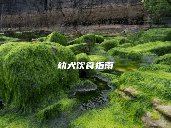 幼犬饮食指南
