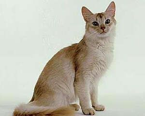 索马里猫的形态特征