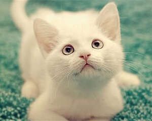 新猫家长必读手册