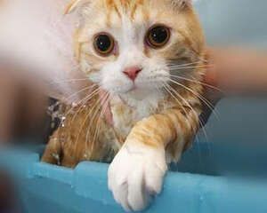 给猫咪洗澡步骤有哪些