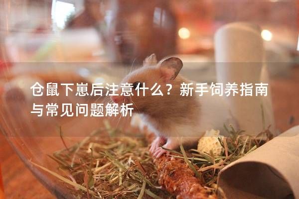 仓鼠下崽后注意什么？新手饲养指南与常见问题解析