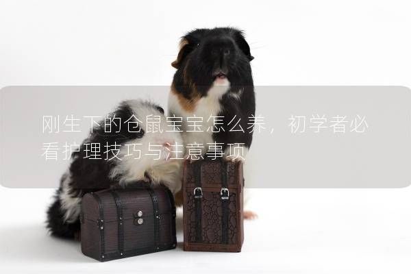 刚生下的仓鼠宝宝怎么养，初学者必看护理技巧与注意事项