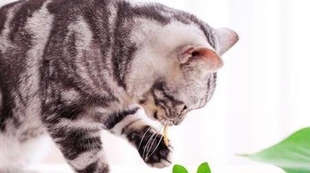 猫咪饮食提升免疫，宠物主人必知秘诀！