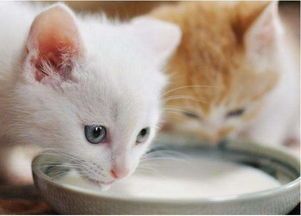 猫咪饮食提升免疫，宠物主人必知秘诀！