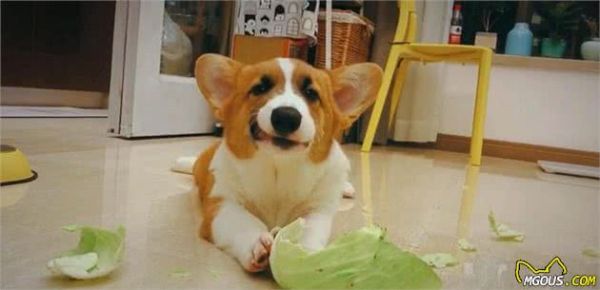 每天只知道给狗吃犬粮，却不知这5种蔬菜，狗狗越吃越营养