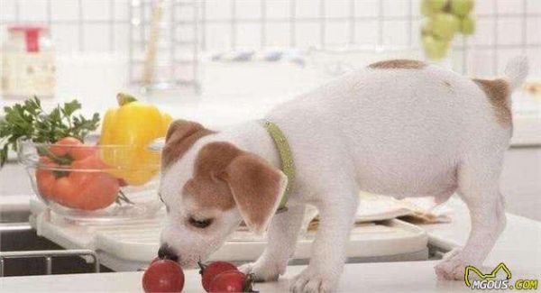 每天只知道给狗吃犬粮，却不知这5种蔬菜，狗狗越吃越营养