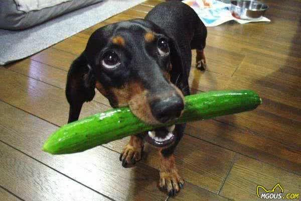 每天只知道给狗吃犬粮，却不知这5种蔬菜，狗狗越吃越营养