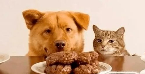 养宠物猪，注意安全与卫生。