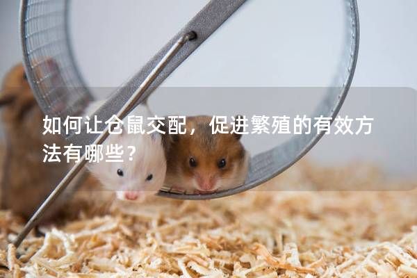 如何让仓鼠交配，促进繁殖的有效方法有哪些？