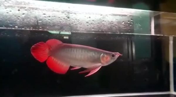 祥龙赫舞牛逼超血红龙：“祥龙赫舞牛逼超血红龙”主题报告聚焦中国传统文化中的象征意义 祥禾Super red