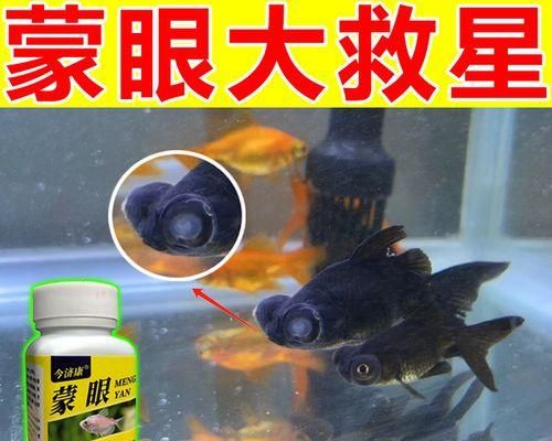 金鱼常见疾病及防治方法（探究金鱼健康的关键，了解常见疾病及其防治方法）