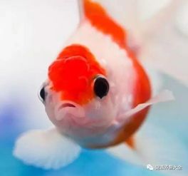 金鱼病防治攻略,养鱼必备干货!