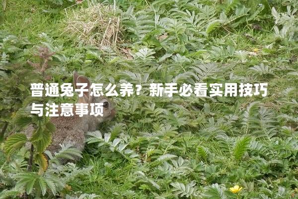 普通兔子怎么养？新手必看实用技巧与注意事项