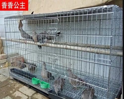 海南兔的饲养方法（以宠物为主的兔子养殖技巧）