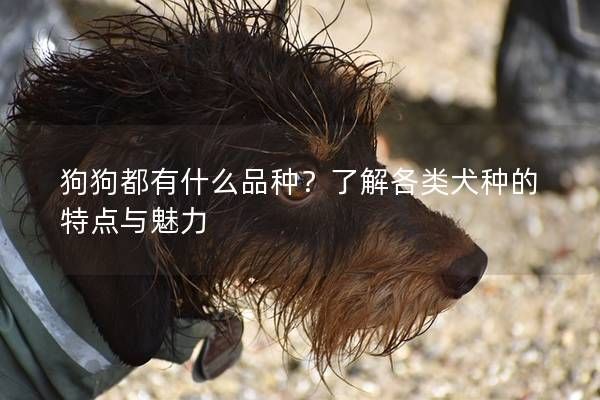 狗狗都有什么品种？了解各类犬种的特点与魅力