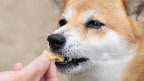 宠物训练零食：喂食量与正确使用方法