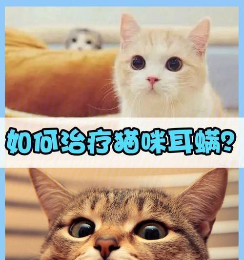 猫咪健康全攻略（从宠物到家庭成员）