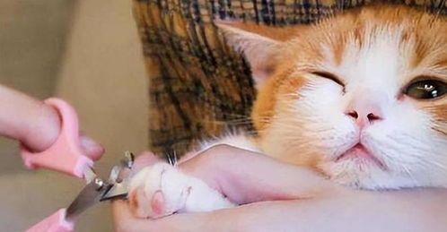 猫咪护理攻略大全