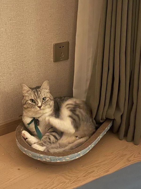 猫.jpg