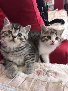 北京宠物猫选购指南