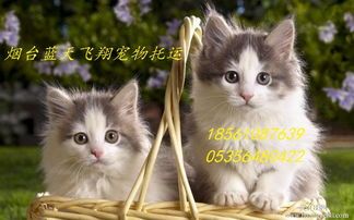 宠物市场小猫选购指南