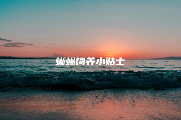 蜥蜴饲养小贴士
