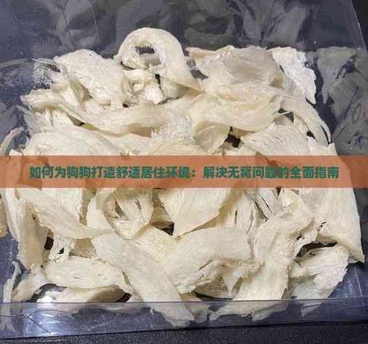 如何为狗狗打造舒适居住环境：解决无窝问题的全面指南