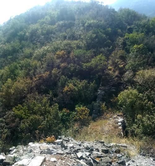 宠物训练的跳跃、匍匐、上下登降法（教会宠物灵活运动，让它们更健康快乐）