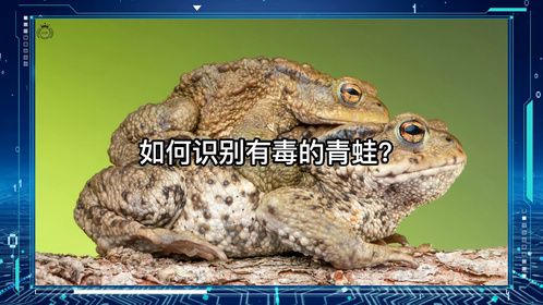 如何识别有毒的青蛙？