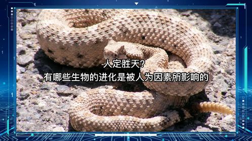人定胜天？有哪些生物的进化是被人为因素所影响的
