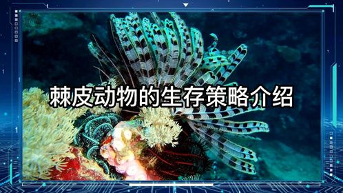 棘皮动物的生存策略介绍