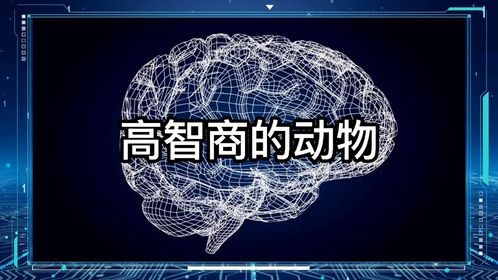高智商的动物
