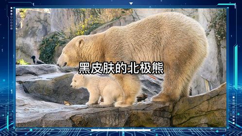 黑皮肤的北极熊