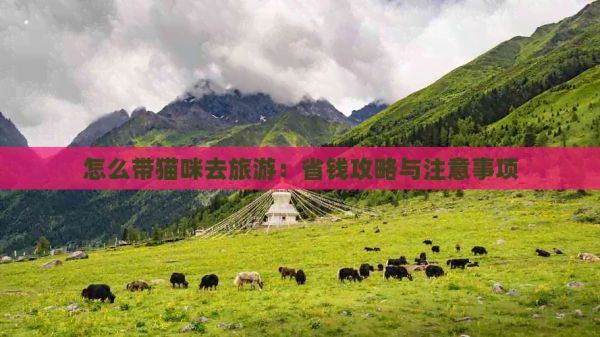 怎么带猫咪去旅游：省钱攻略与注意事项