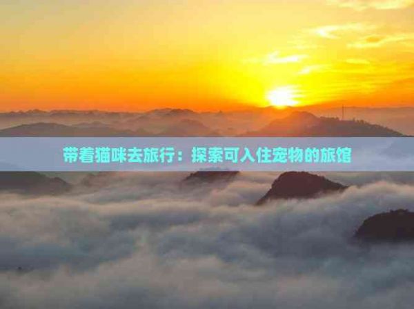 带着猫咪去旅行：探索可入住宠物的旅馆